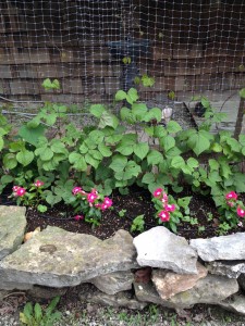 hyacinth bean vines basket weaving up the wall