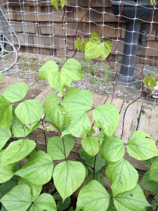 Hyacinth bean vines basket weaving their way up the wall