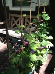 basket weaving trellis